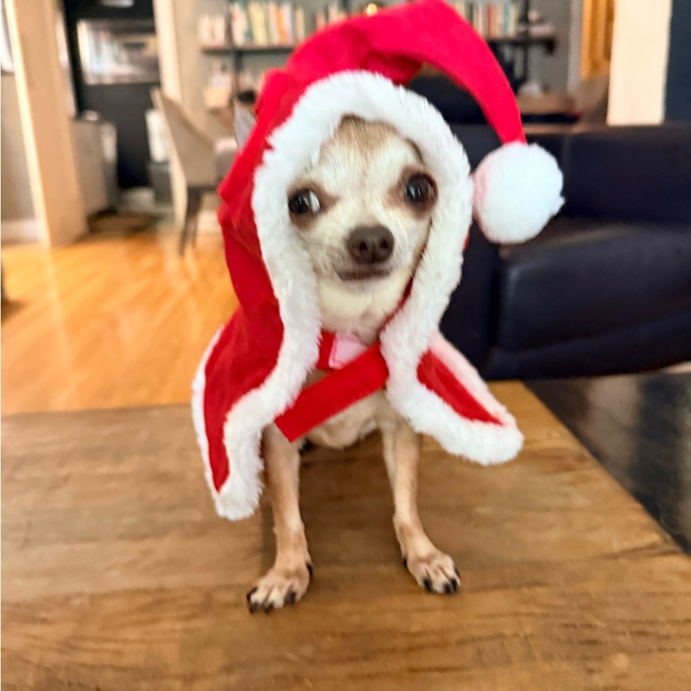 🎅 Red Santa Cape with Hood – XXS